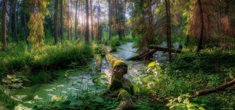 Болото в лесу