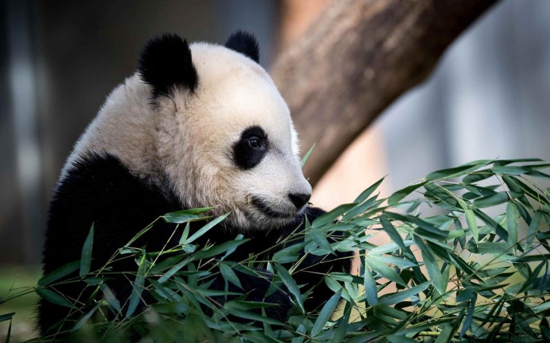 Красивая Панда