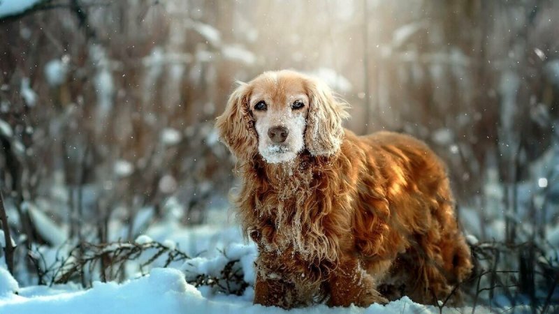 Кокер спаниель рыжий