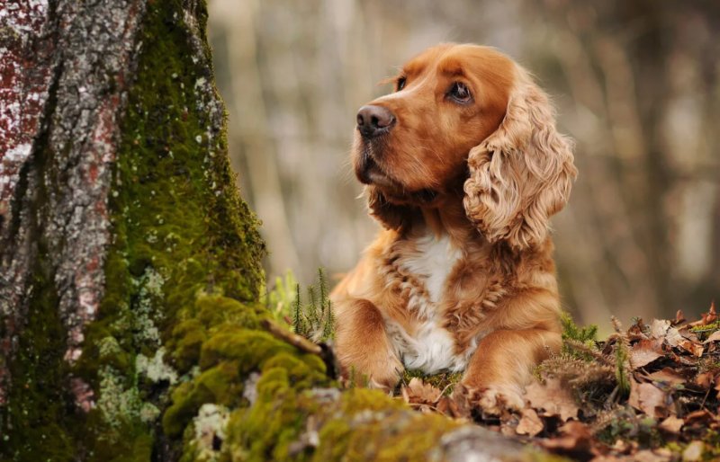 Золотистый кокер спаниель