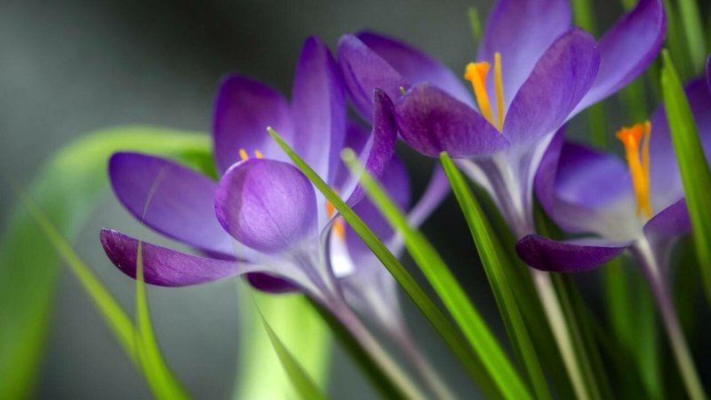 Крокусы фон