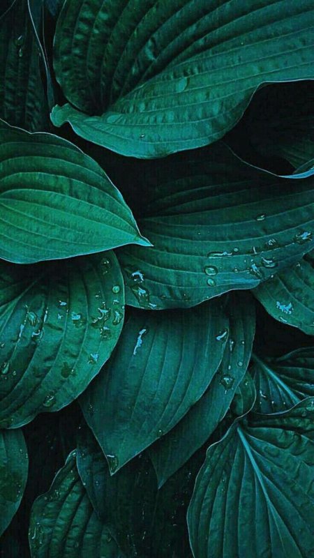 Темно зеленые листья