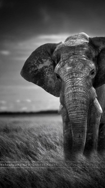 Черные слоны