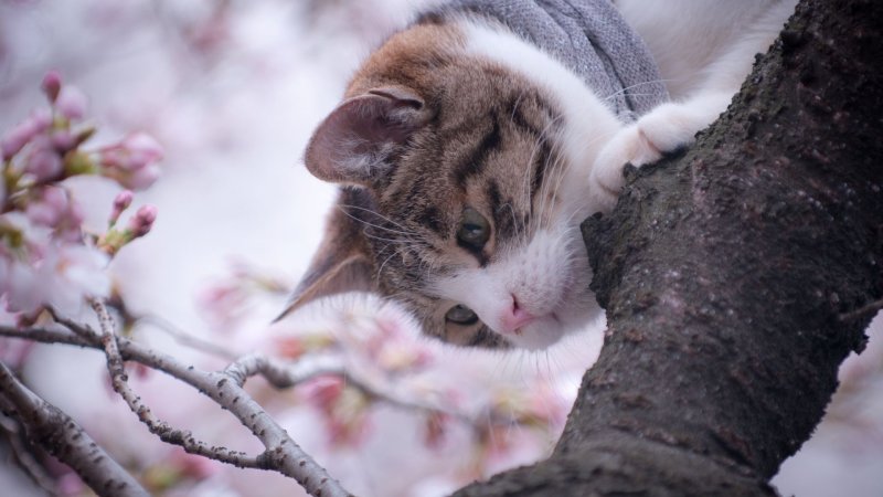 Ранняя Весна животные