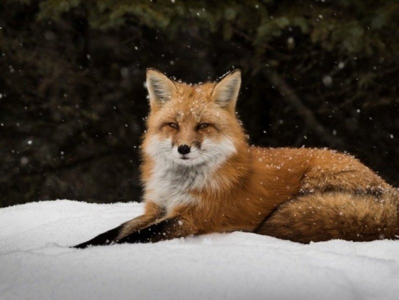 Красивая лиса