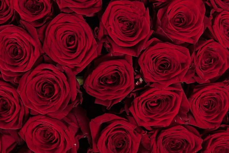 Цветочки красного цвета