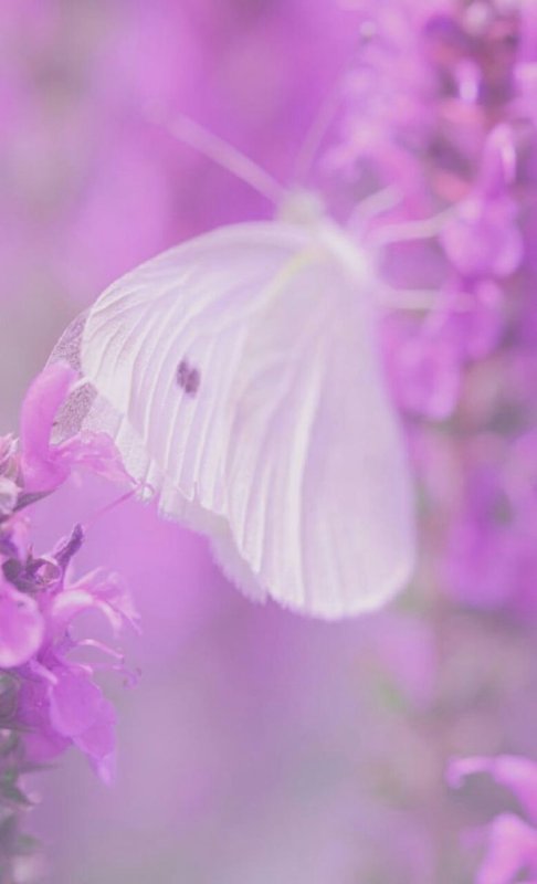 Сиреневые цветы