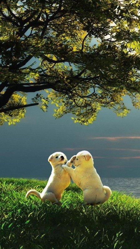 Милые животные в природе