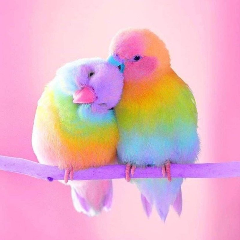 Радужные волнистые попугайчики