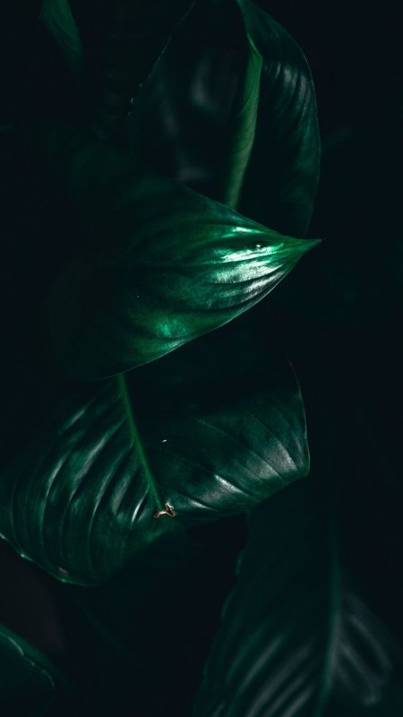 Темная зелень