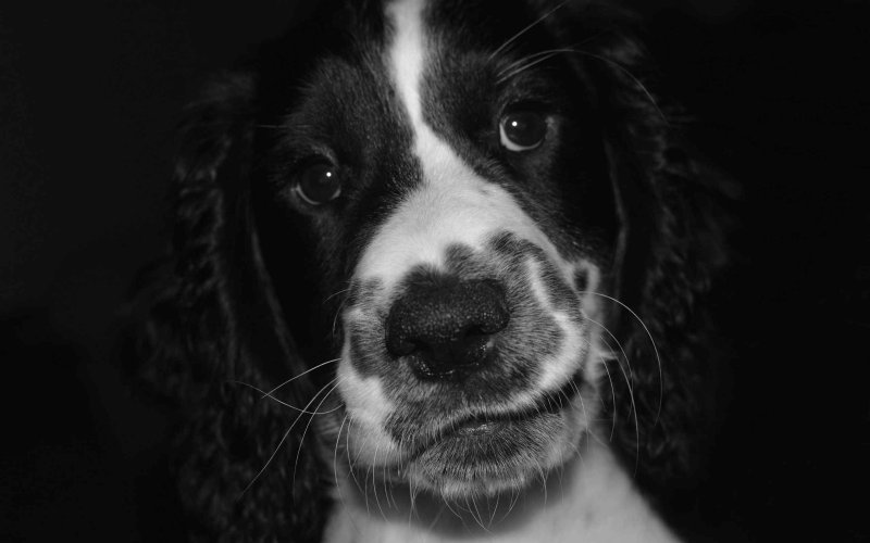 Английский кокер-спаниель