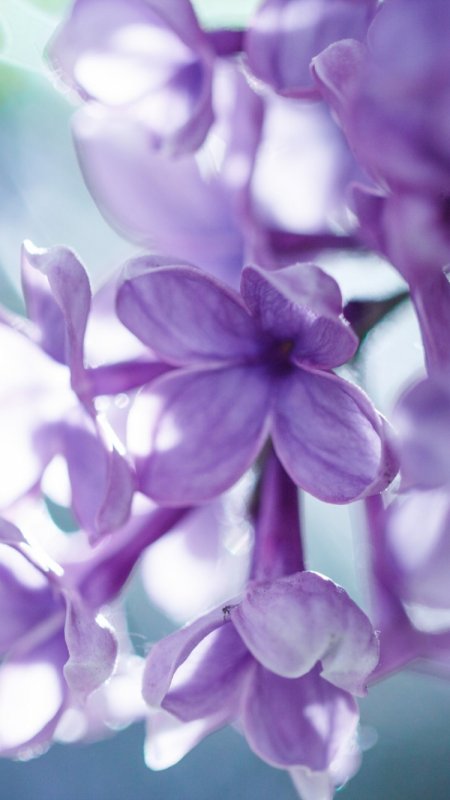 Сиреневые цветы