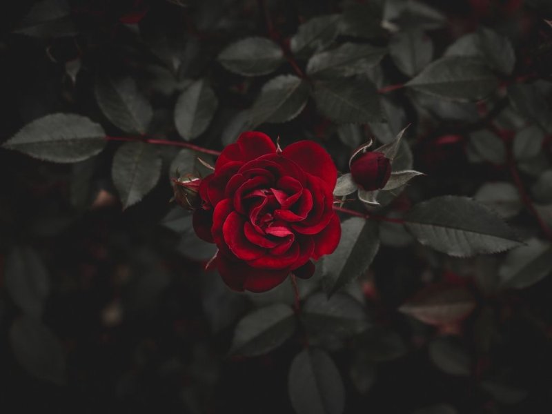 Дарк Роуз Эстетика