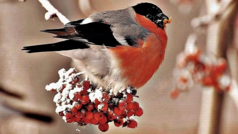 Красноголовый Снегирь