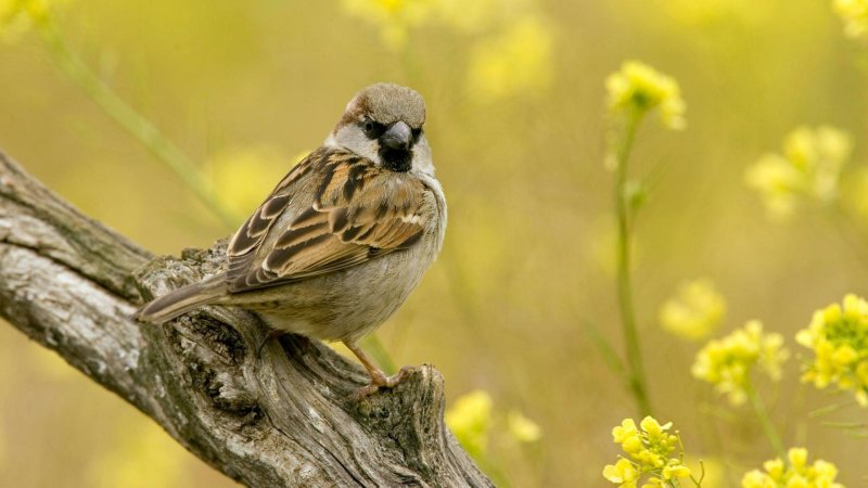 Воробей на ветке