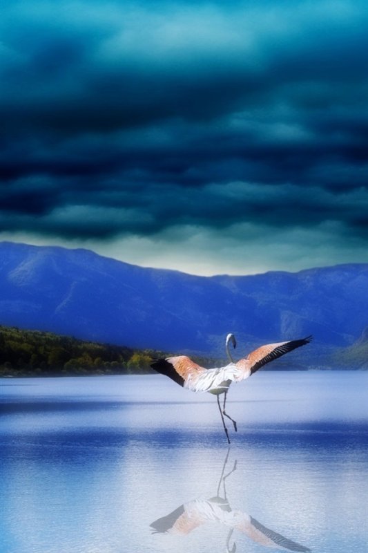 Аист в небе