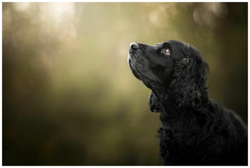 Кокер спаниель собака черная