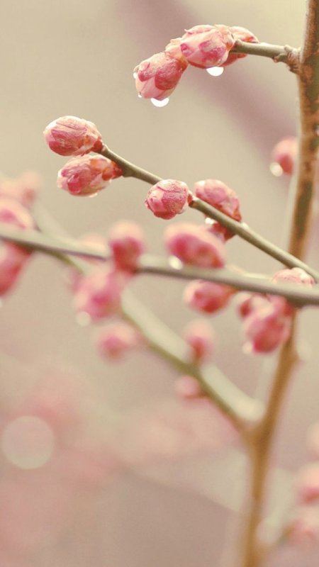 Красивая ветка