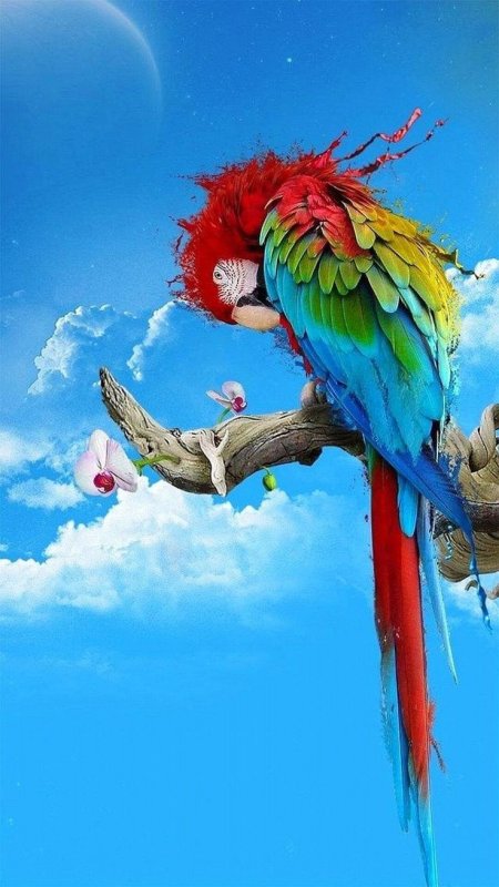 Яркий попугай