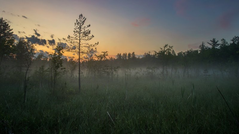Экотропа Сестрорецкое болото