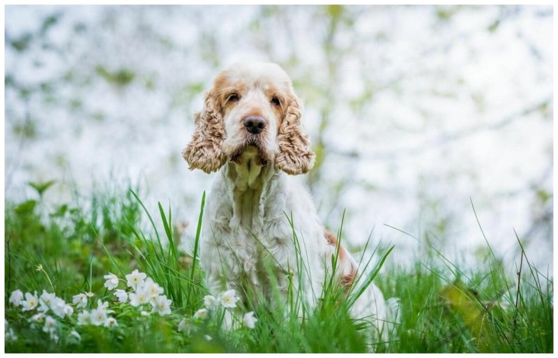 Спаниель кокер спаниель