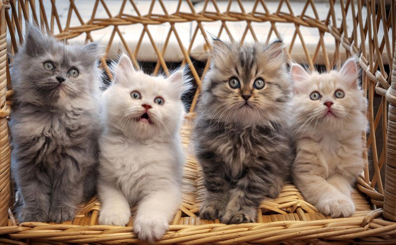 Красивые котята