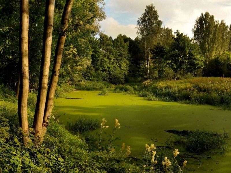 Природа, лес, река,Лесная Полянка