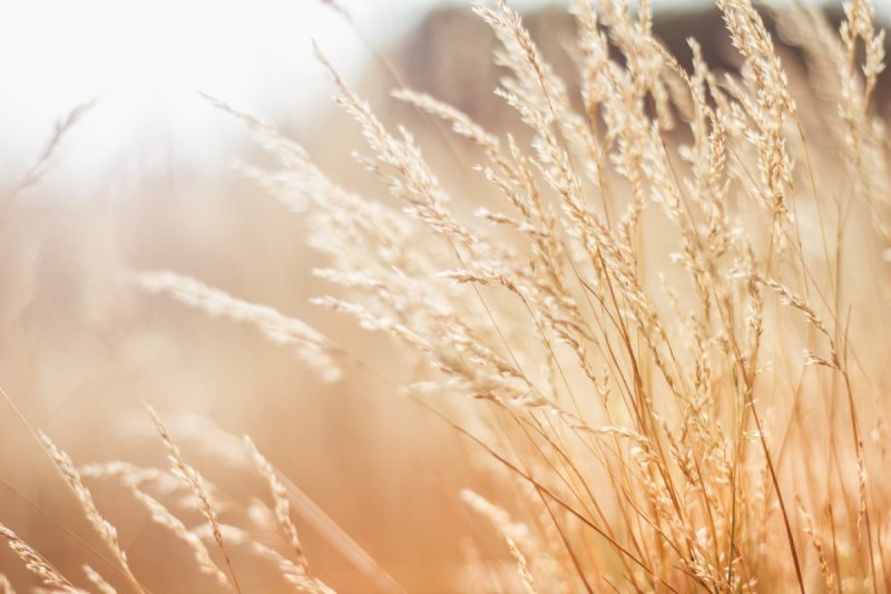 Бежевый цвет в природе