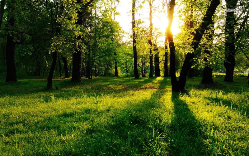 Солнечный пейзаж