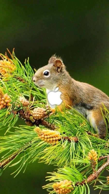 Красивая природа с животными