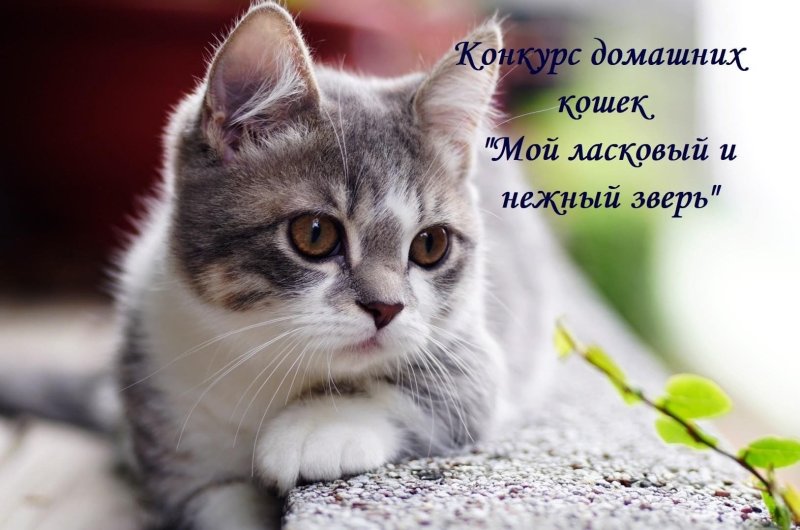 Кошечки на рабочий стол