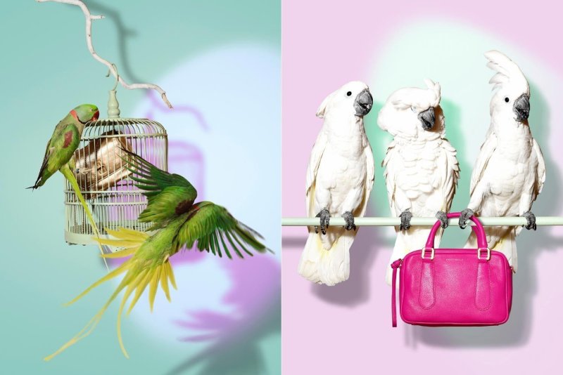 Фон с попугаями