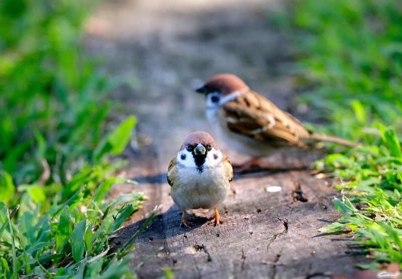 Природа птицы