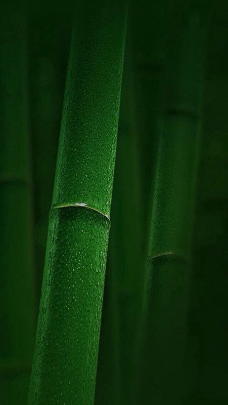 Зеленый бамбук