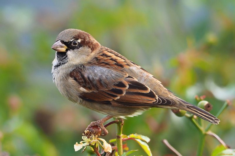 Домовый Воробей воробьиные