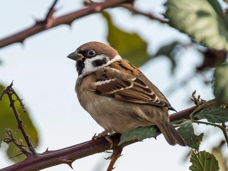 Красноголовый Воробей