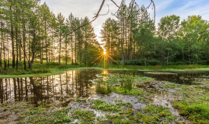 Болото трясина Топь летом