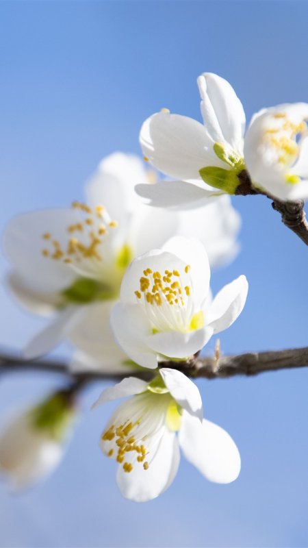 Ветка цветущей сливы