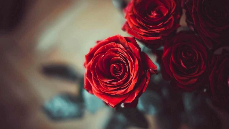 Красные розы