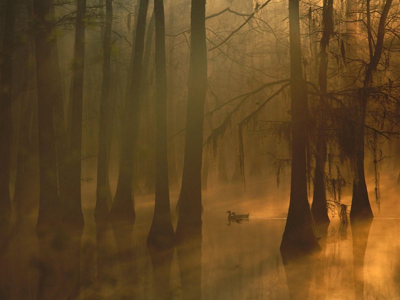 Туманный пейзаж