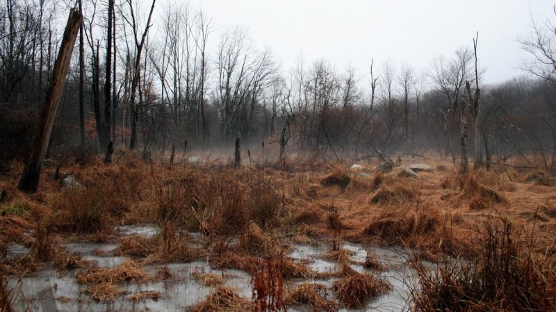 Сюрьевское болото