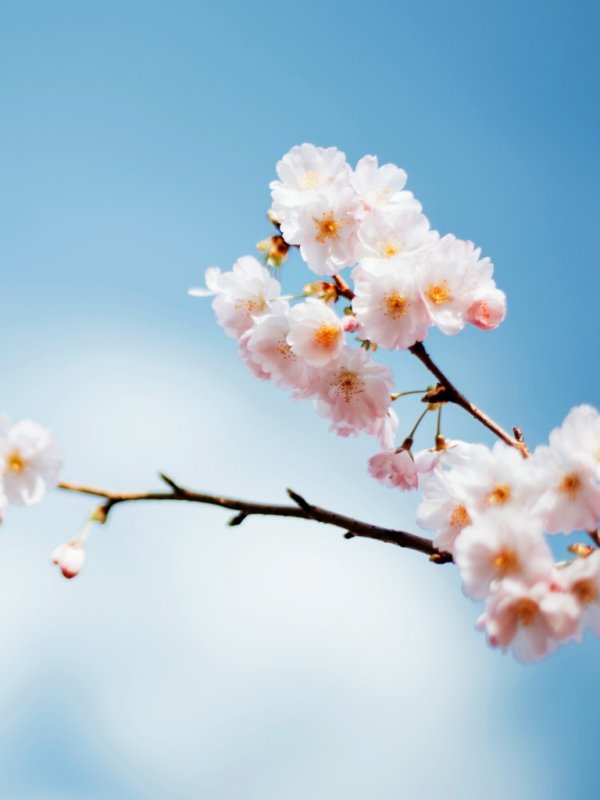 Весенняя ветка