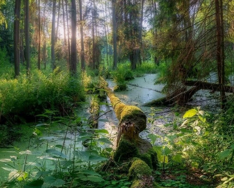 Пейзаж болото