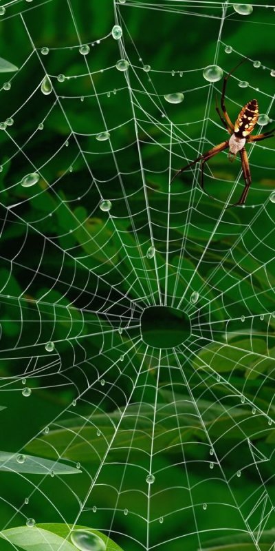 Паучок на паутине