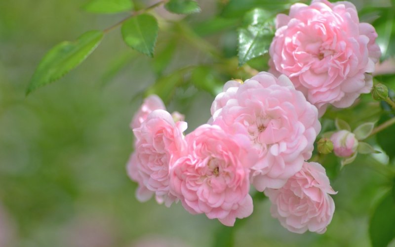 Роза Наэма плетистая