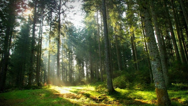 Лесная опушка ельник