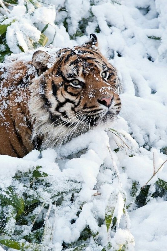 Амурский Тайгер