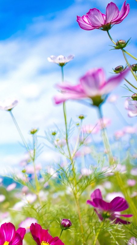 Летние цветочки