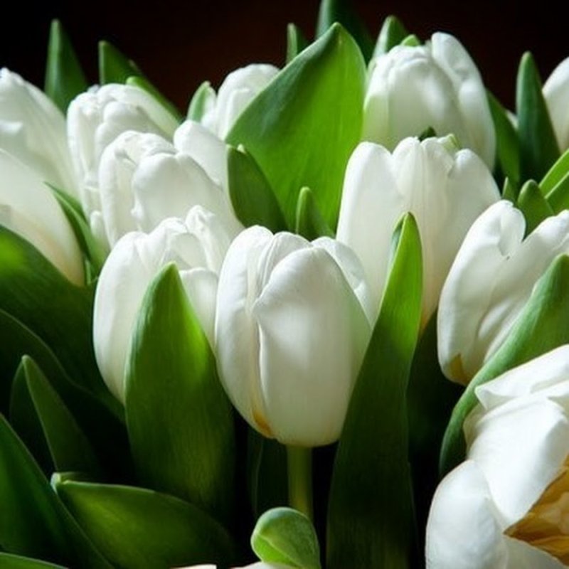 Тюльпан бело зеленый