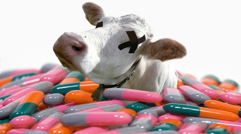 Рабочей стол ветеринара